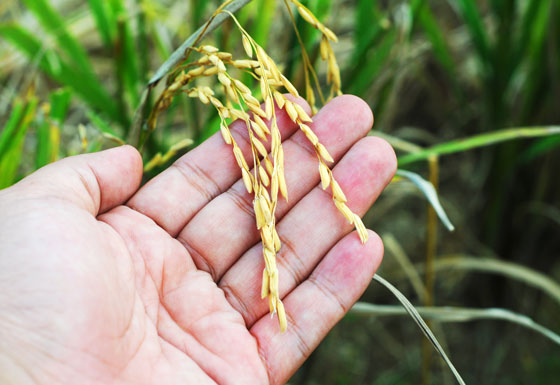 USDA Rice Summary Report