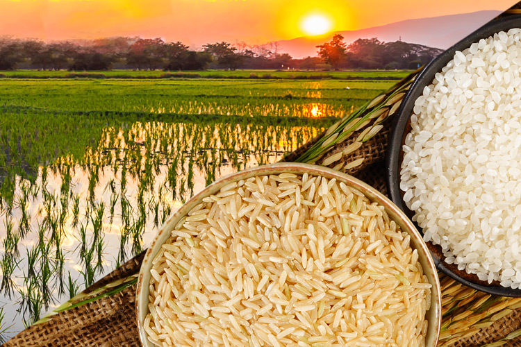 rice farmer